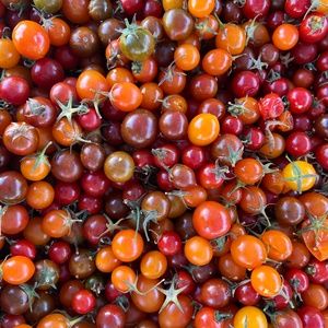 Meet your Posher, Chayse